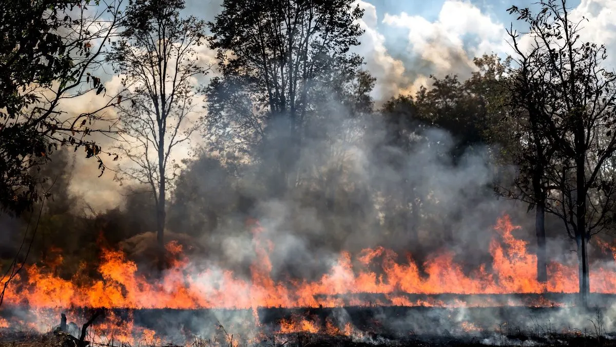 Forest Fire Risks During Peak Tourism Season