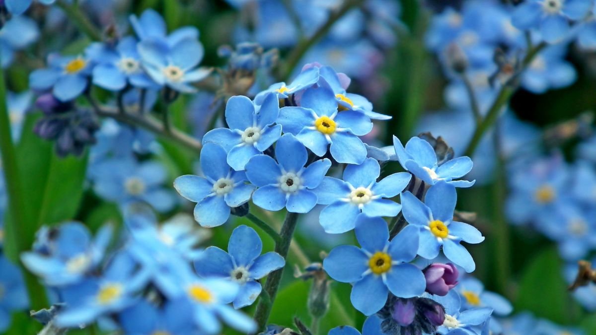 Forget-Me-Not (Myosotis)