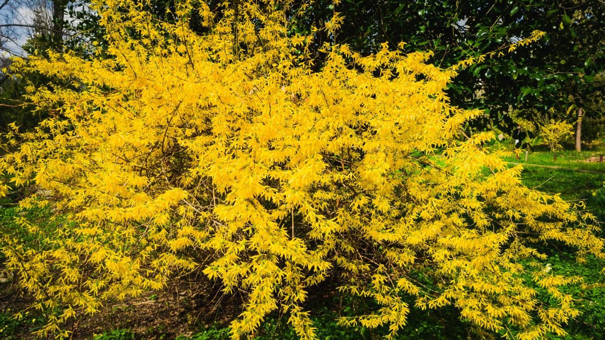 Forsythia