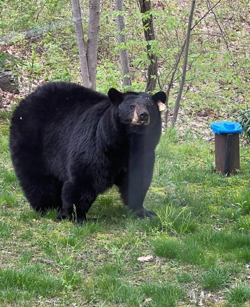 Fresh Bear Sign Means Danger Now Fresh Bear Sign Means Danger Now