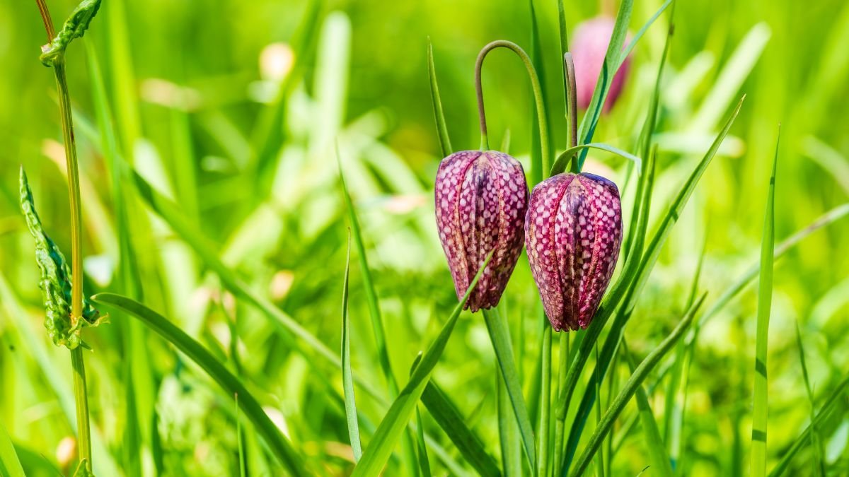 Fritillaria (Snake's Head Lily)