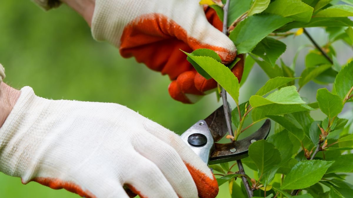 Fruit Trees (Peach)