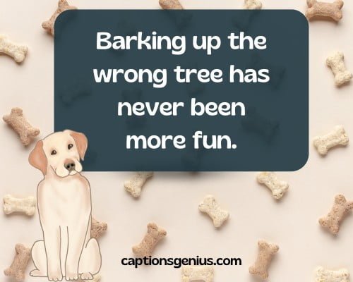 Funny Dog Captions For Instagram - Barking up the wrong tree has never been more fun. 