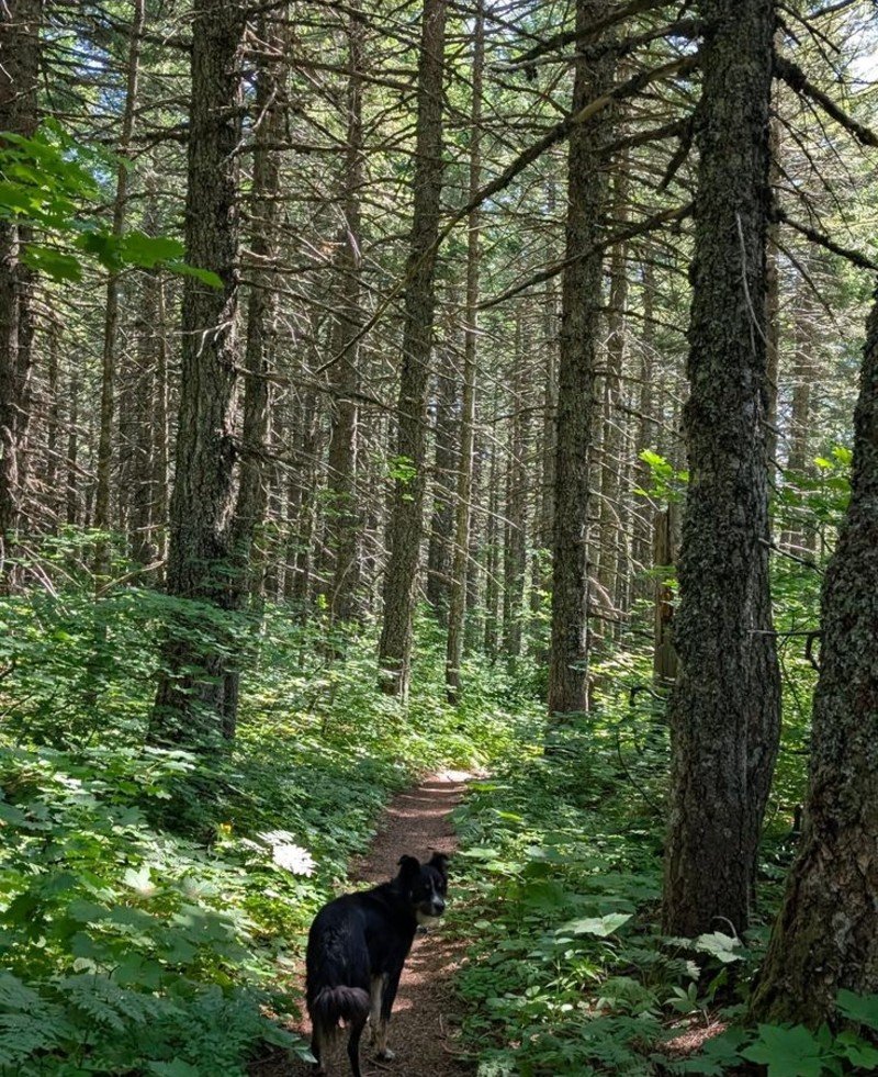 Game Trails Are Wildlife Highways Game Trails Are Wildlife Highways