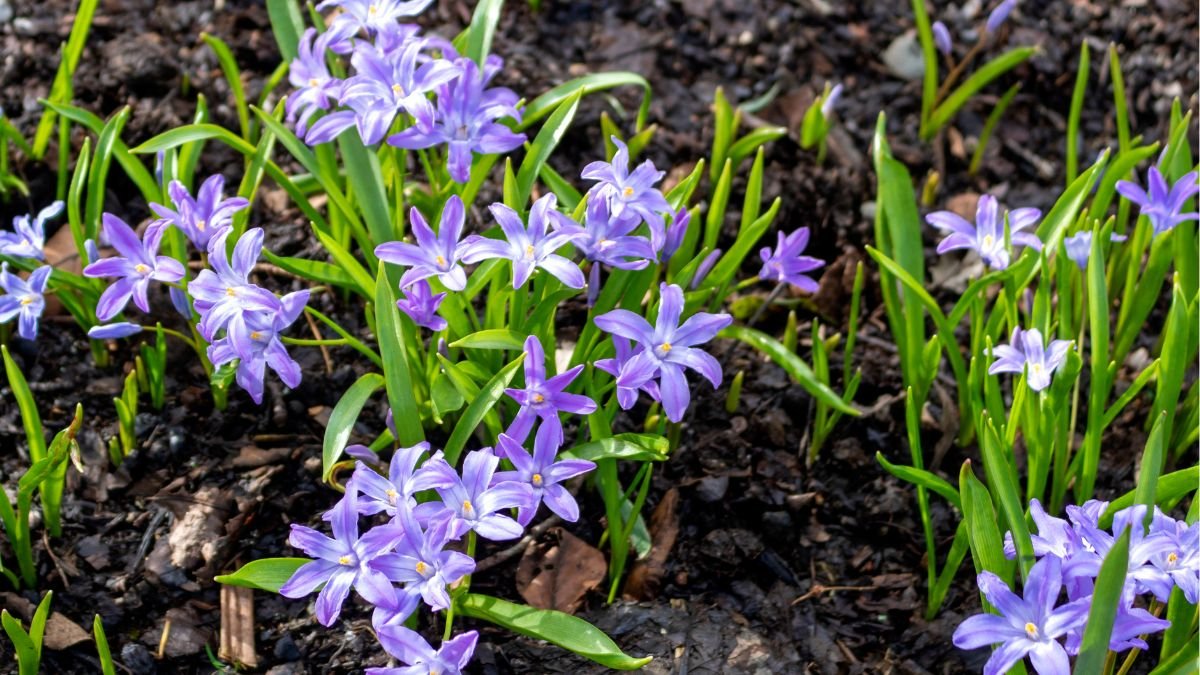 Glory-of-the-Snow (Chionodoxa)