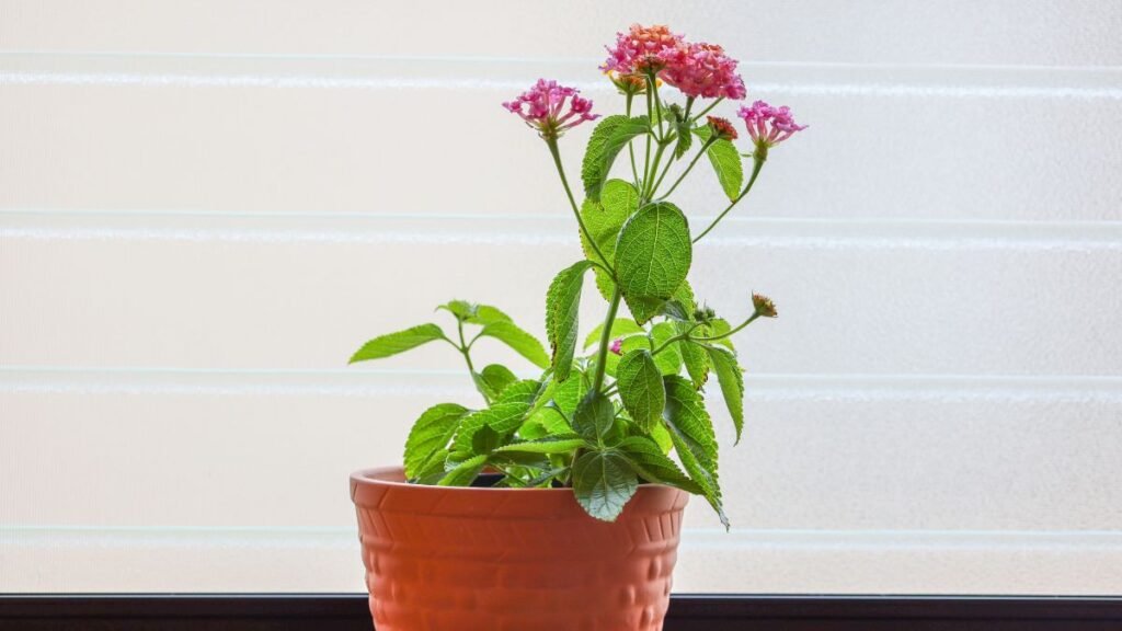 Heat-Tolerant Spring Plants