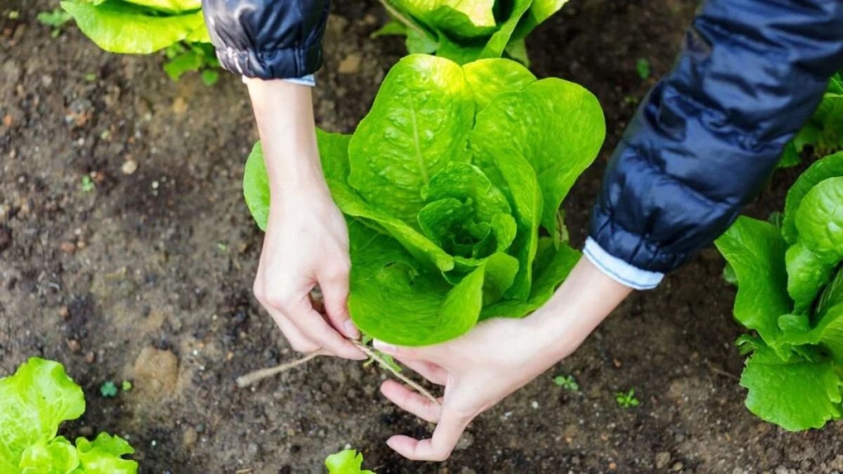 How To Grow Early Spring Vegetables Successfully (Essential Tips To Follow)