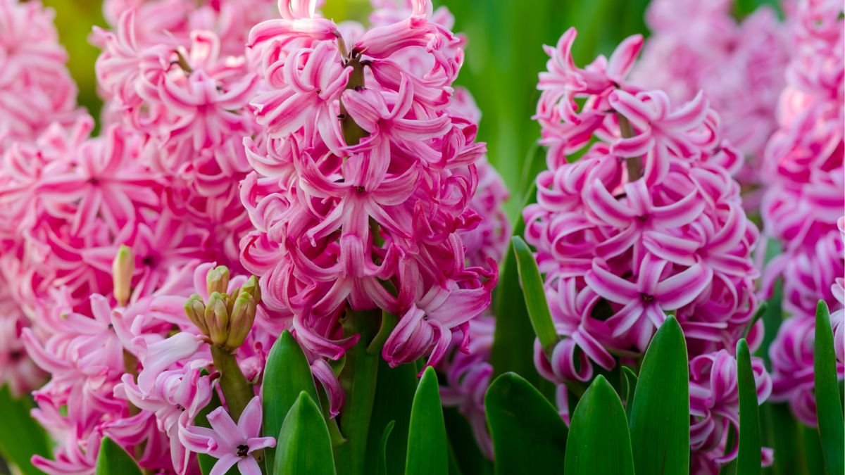 Hyacinths