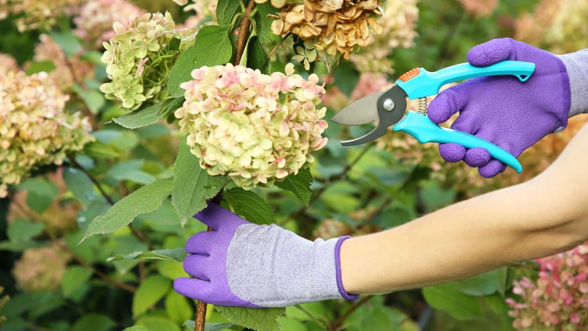 Hydrangeas