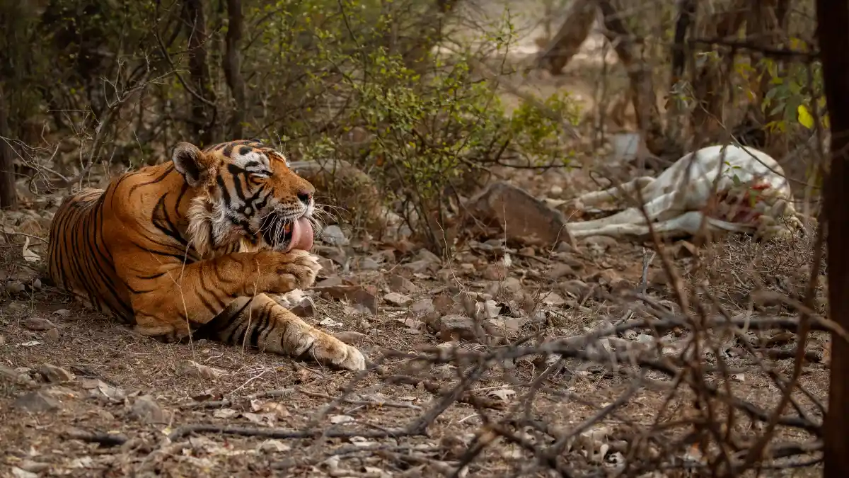 Inadequate Wildlife Precautions