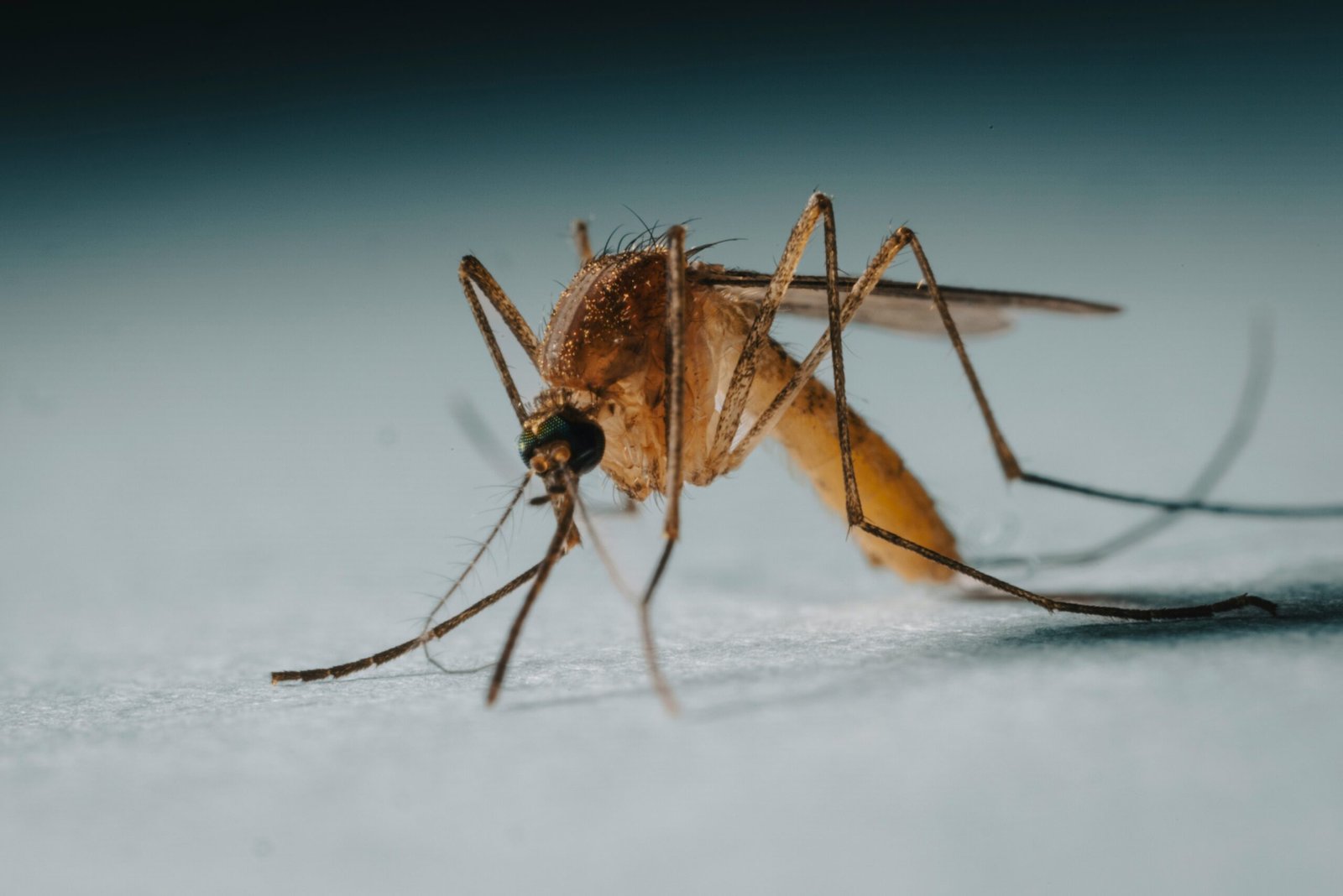 Japanese Encephalitis