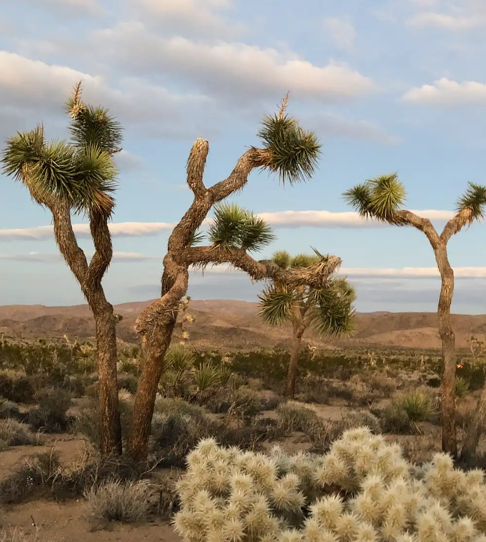 Joshua Tree - BLM Surrounding Areas
