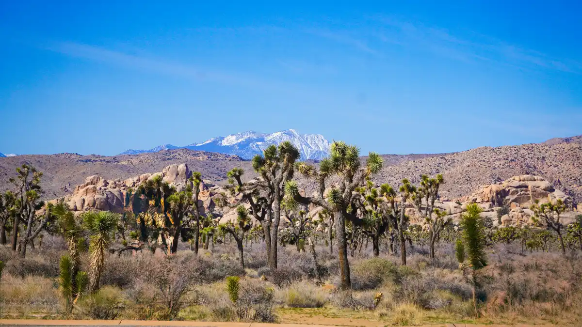  Joshua Tree National Park, California