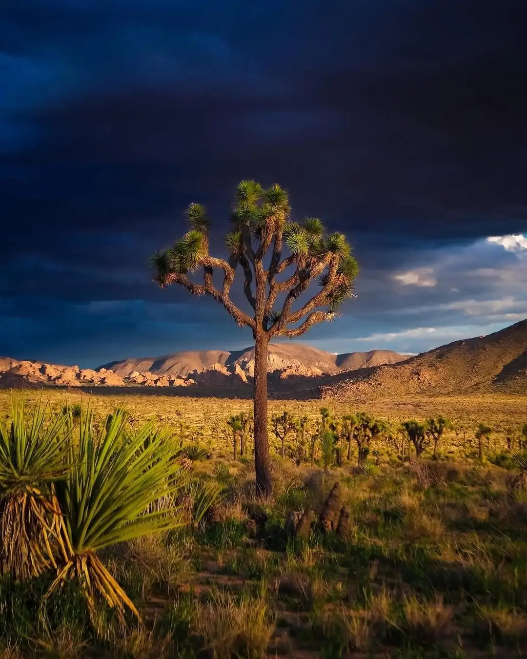 Joshua Tree National Park, California