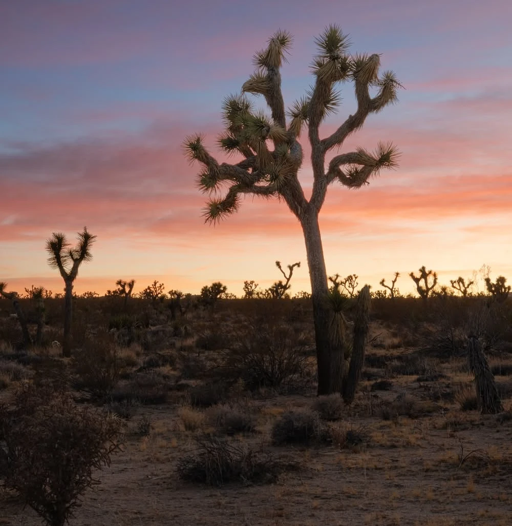 Joshua Tree's Reservation Nightmare vs. Mojave's Freedom