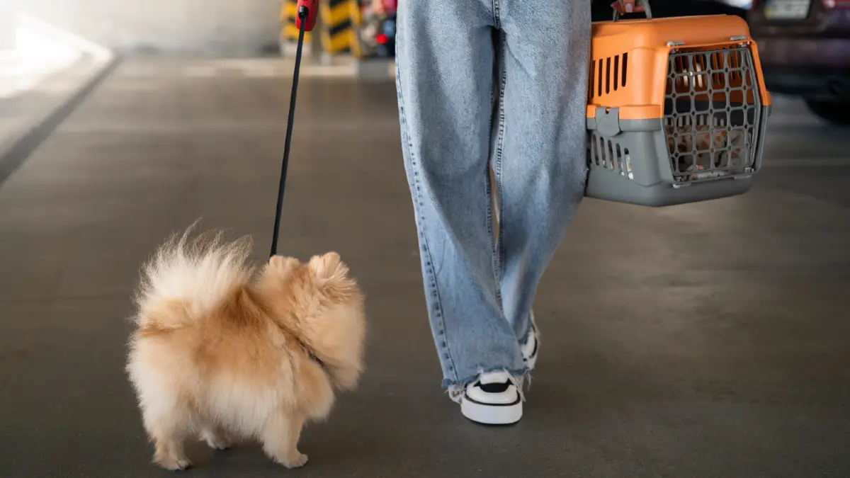 Keep Your Pet Under the Cargo Weight Limit