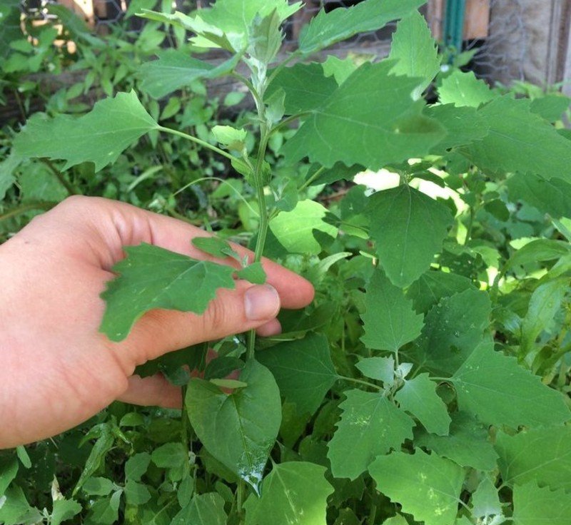 Lamb's Quarters (Chenopodium album) Lamb's Quarters (Chenopodium album)