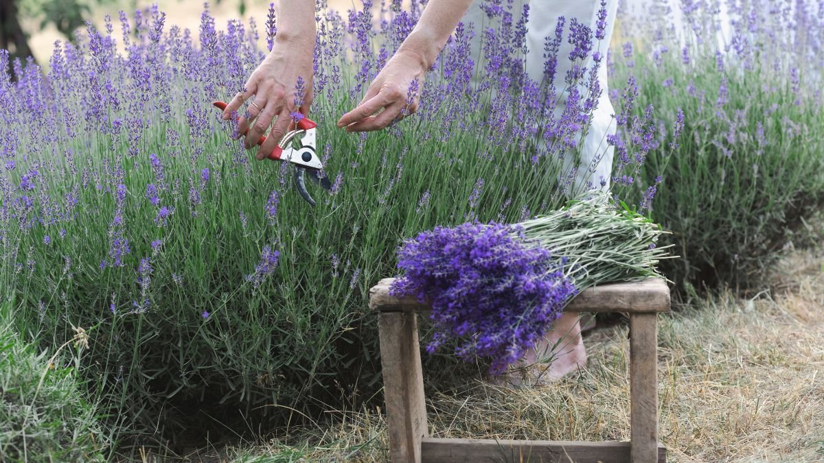 Lavender