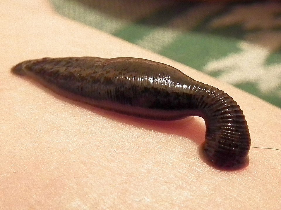 Leeches Leeches