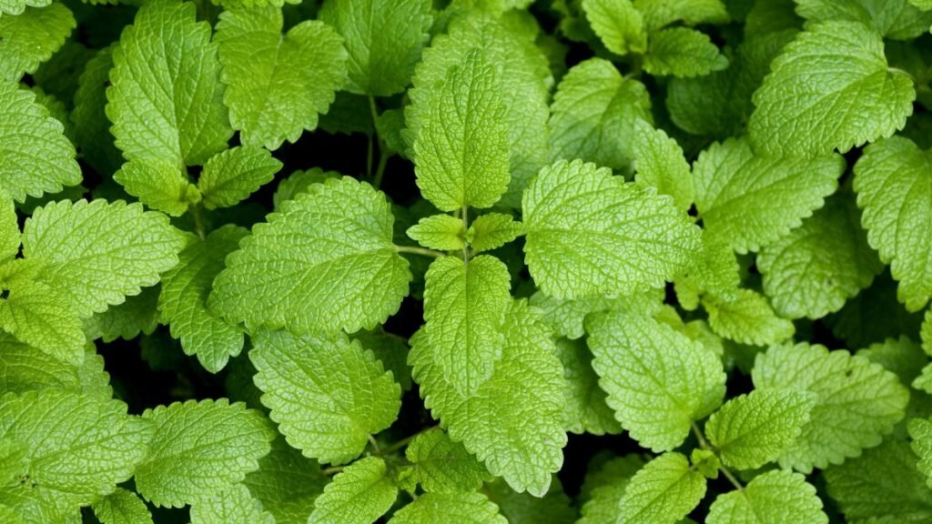 Lemon Balm (Melissa officinalis)