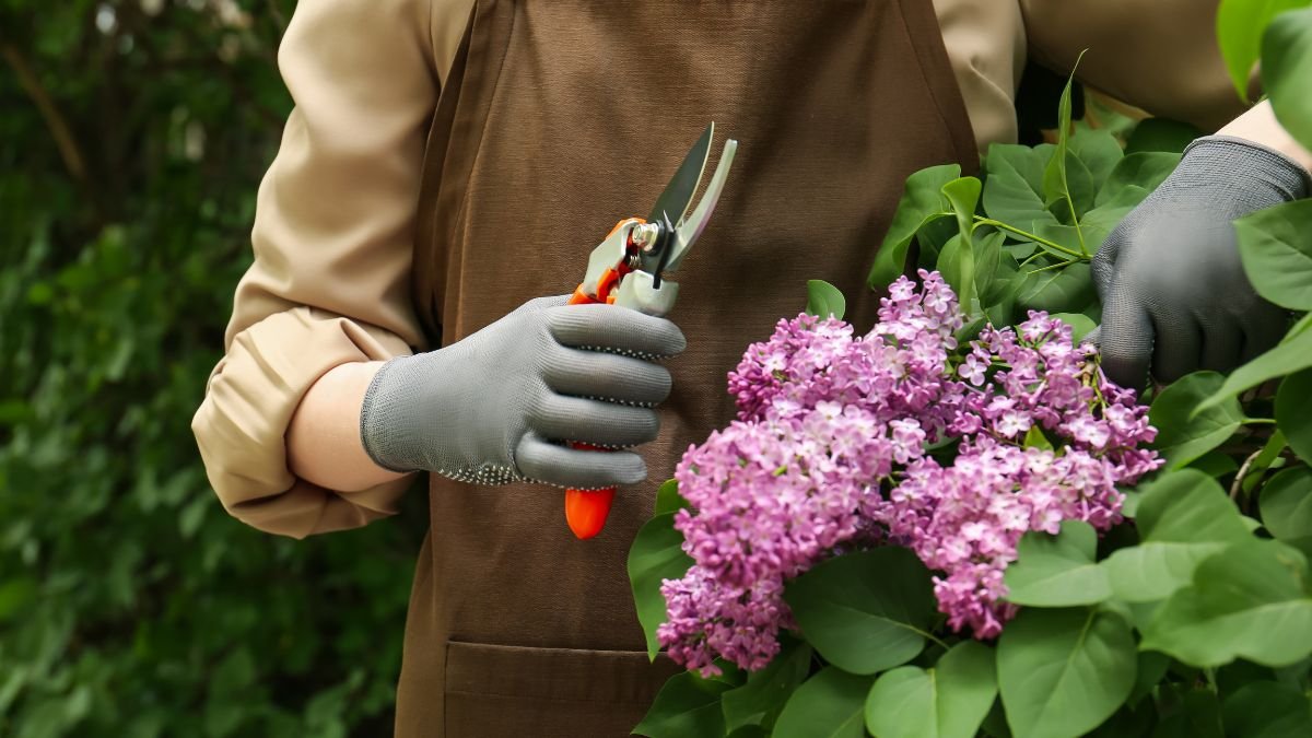 Lilacs