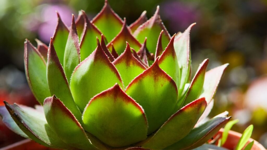 Low-Maintenance Perennials for Pots