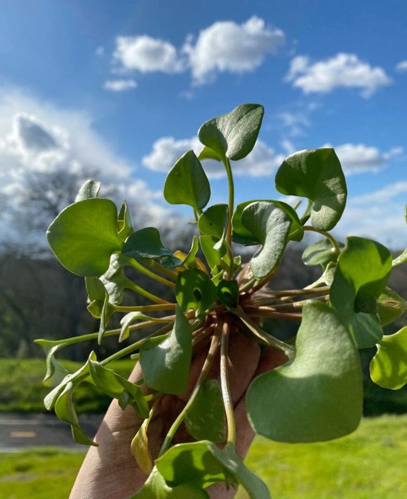 Miner's Lettuce (Claytonia perfoliata) Miner's Lettuce (Claytonia perfoliata)