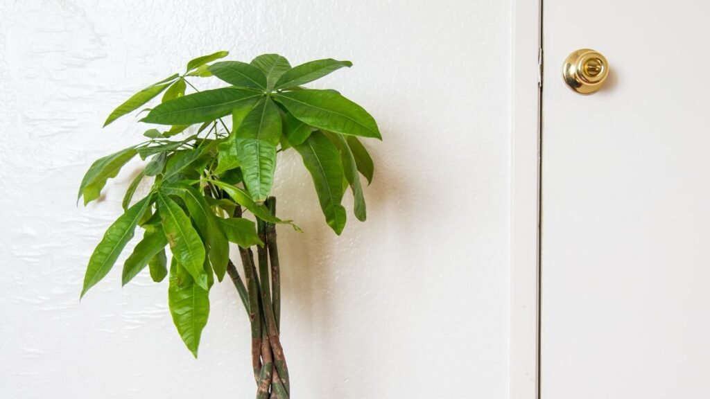 Money Tree (Pachira aquatica)