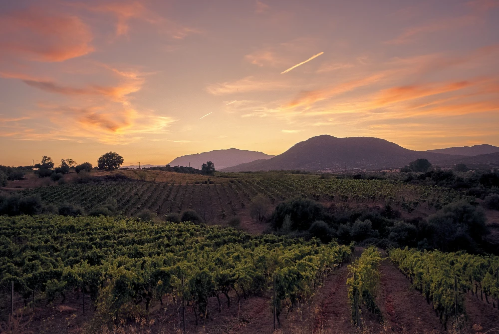 Napa Valley → Willamette Valley, OR: Wine Country for 1/3 the Cost