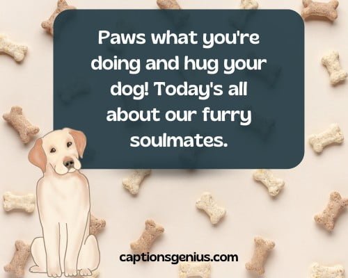National Dog Day Captions For Instagram -Paws what you're doing and hug your dog! Today's all about our furry soulmates. 