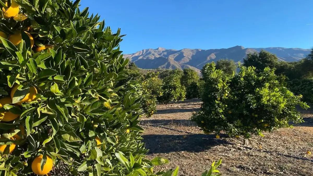 Ojai