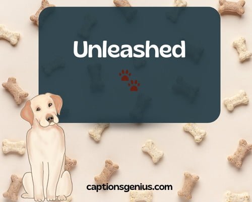 One-Word Dog Captions For Instagram - Unleashed.