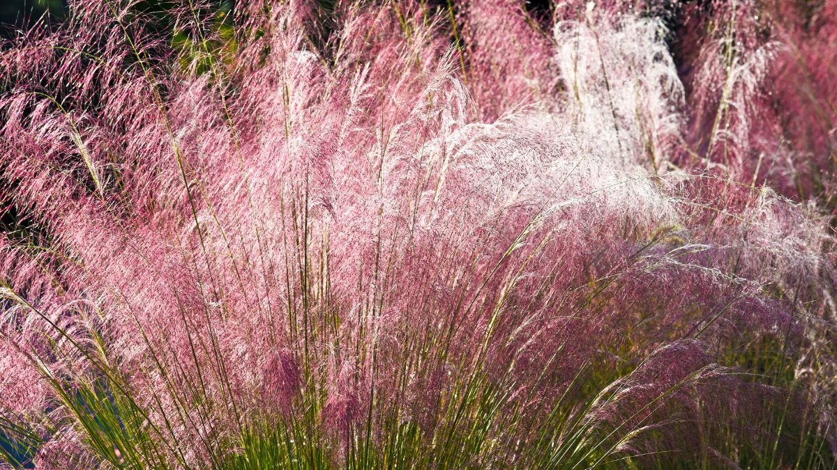 Ornamental Grasses