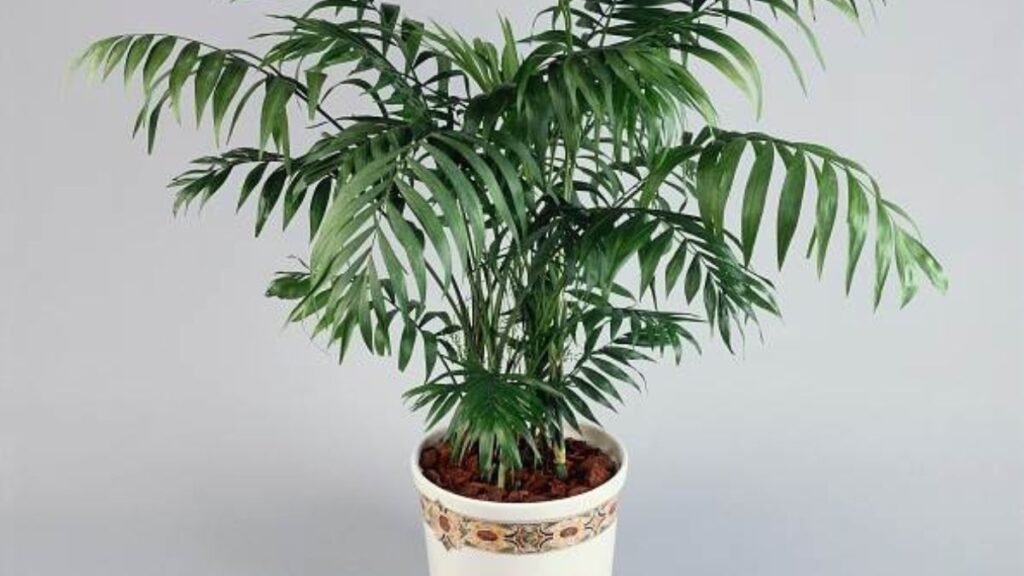 Parlor Palm (Chamaedorea elegans)