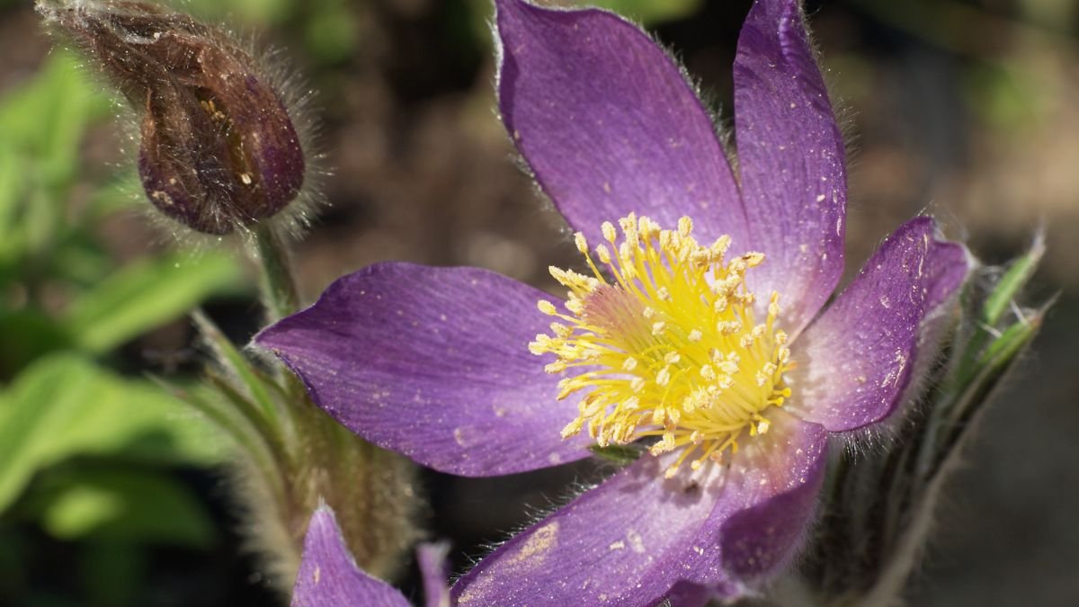 Pasque Flower (Pulsatilla)