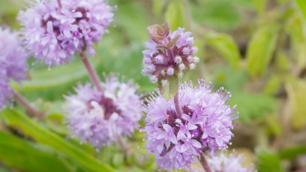 Pennyroyal (Mentha pulegium)