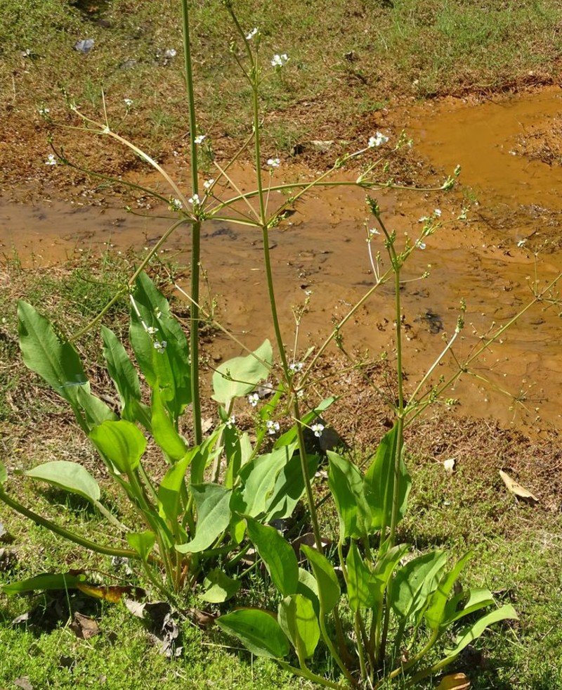 Plantain (Plantago major) Plantain (Plantago major)