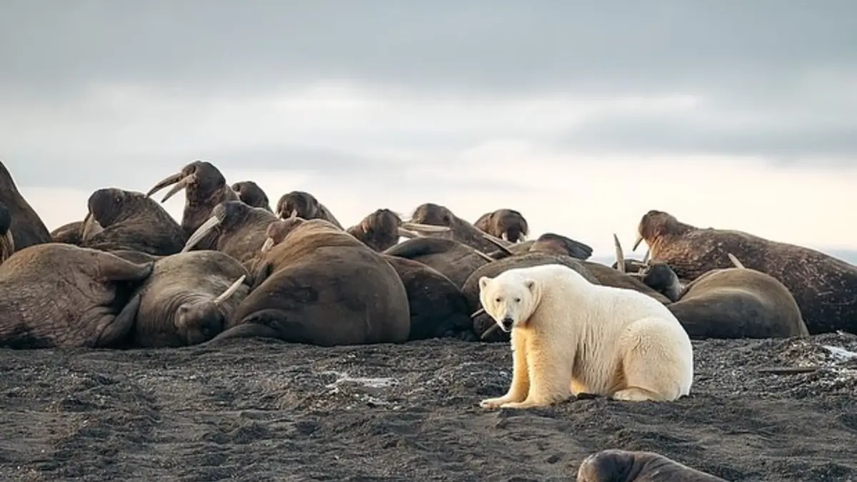 Polar Bear Tours, Canada/Norway