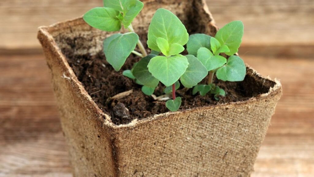 Pollinator-Friendly Picks
