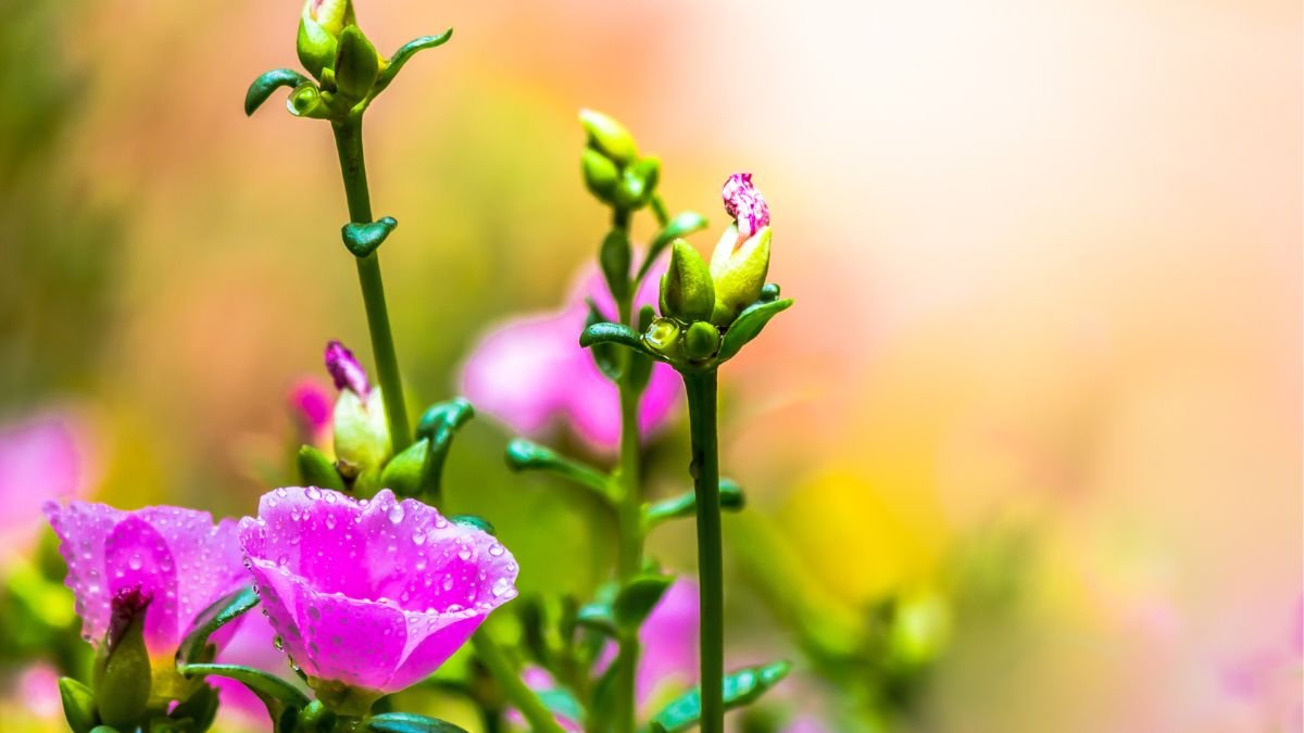 Portulaca (Moss Rose)