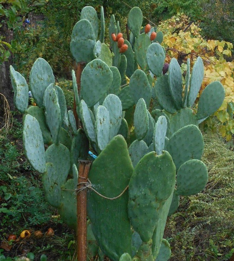 Prickly Pear Cactus (Opuntia species) Prickly Pear Cactus (Opuntia species)