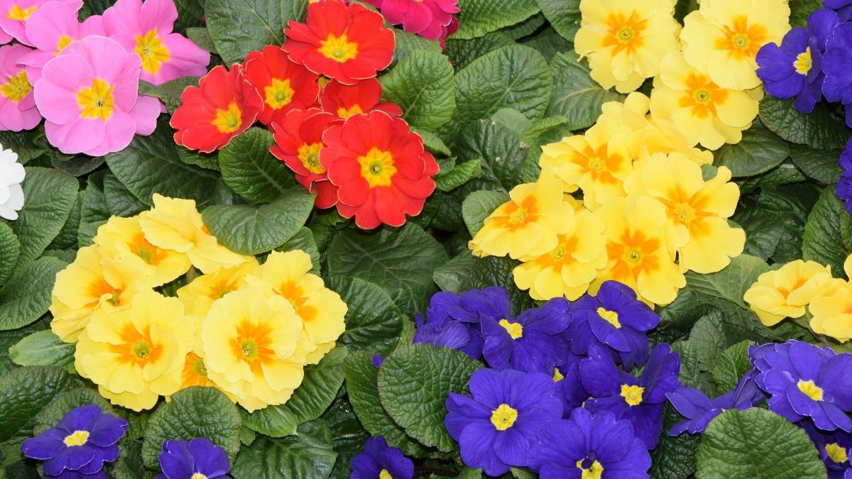 Primrose (Primula vulgaris)