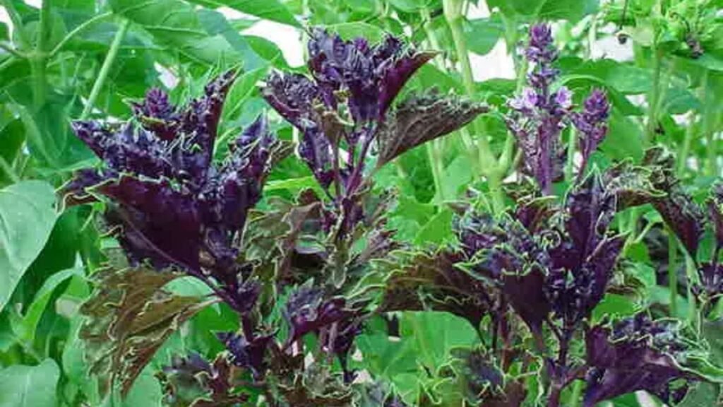 Purple Ruffles Basil (Ocimum basilicum)