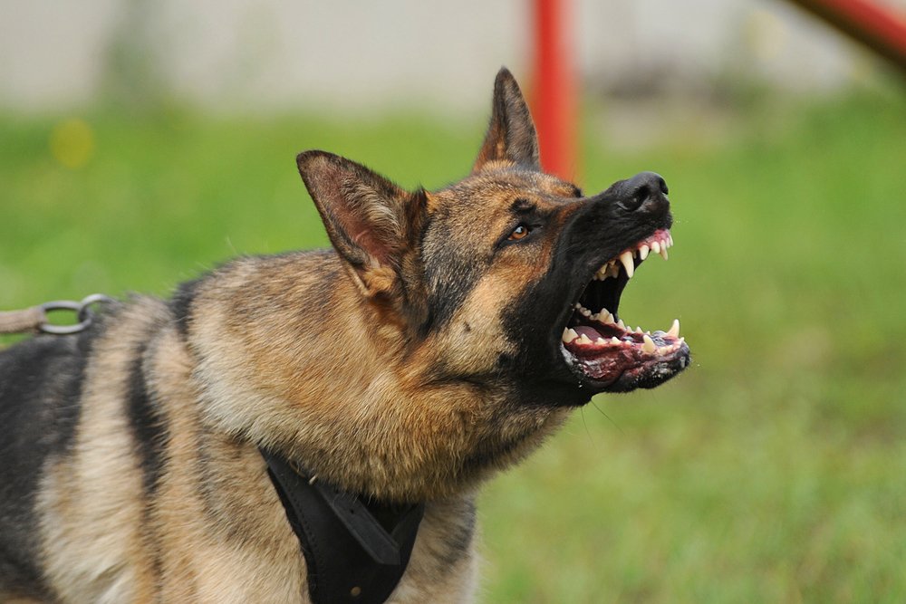 Evil,,Aggressive,Dog Rabies