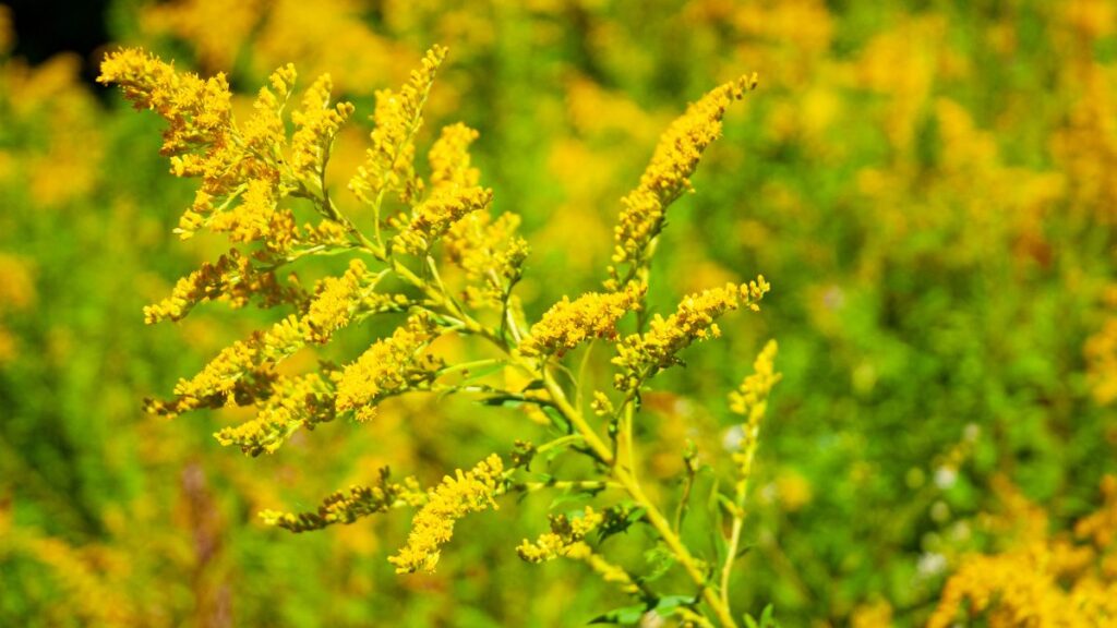 Is Your Yard Infested? 20 Dangerous Weeds Attracting Pests to Your Yard ...