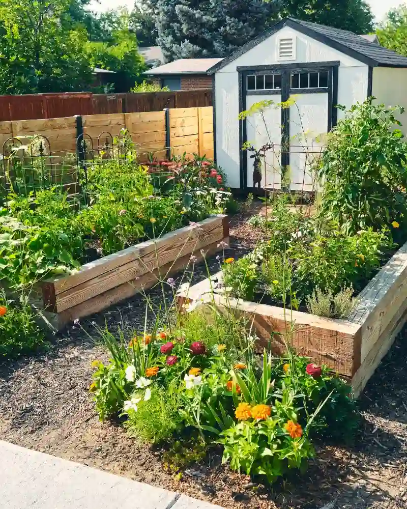 Raised Bed Corner Bursting With Summer Blooms