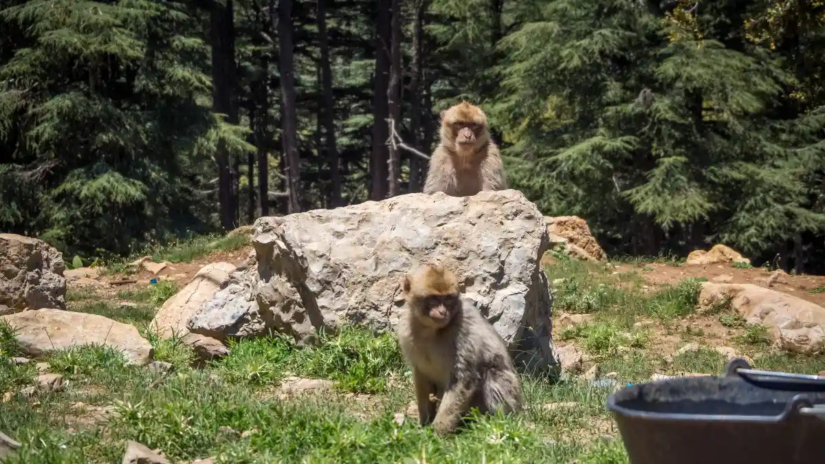 Respect All Wildlife, Not Just Bears