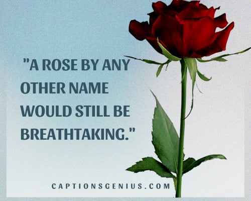 Rose Captions For Instagram - A rose by any other name would still be breathtaking.