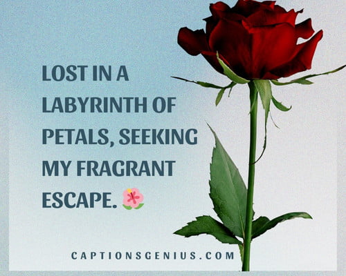Rose Garden Captions For Instagram - Lost in a labyrinth of petals, seeking my fragrant escape. 