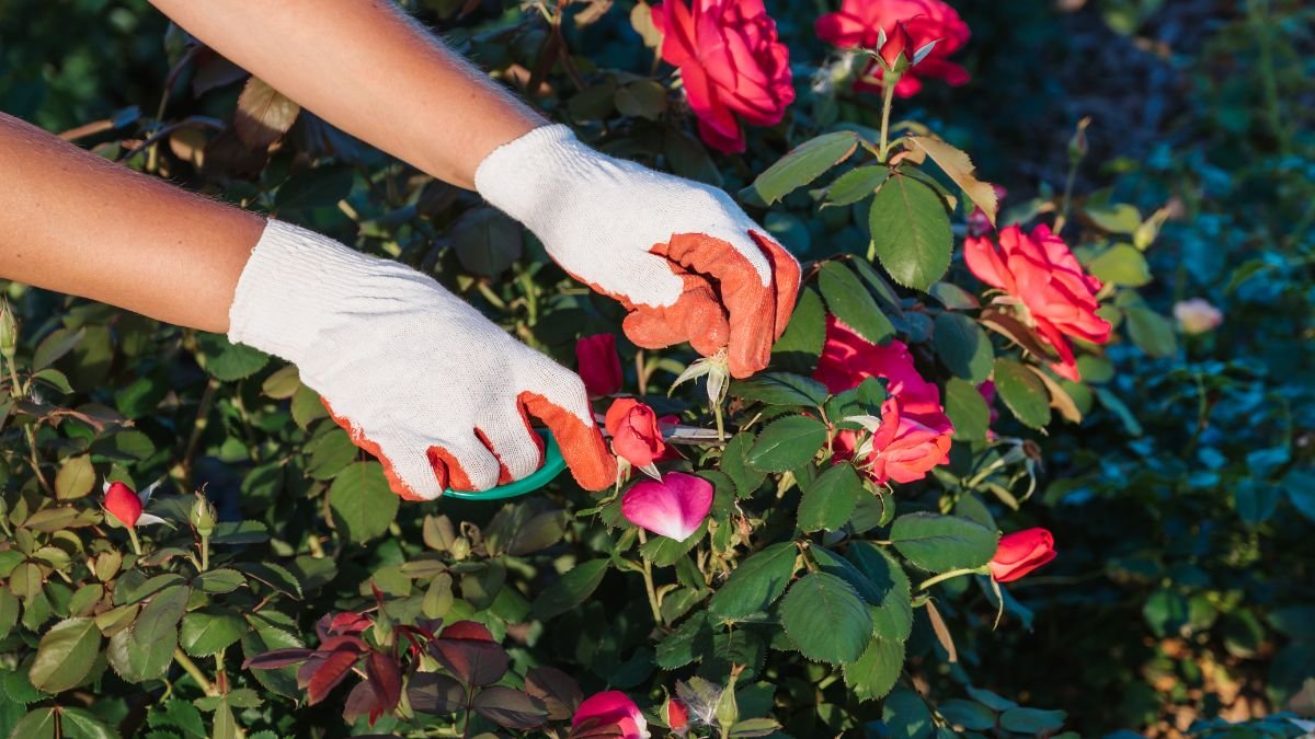 Roses